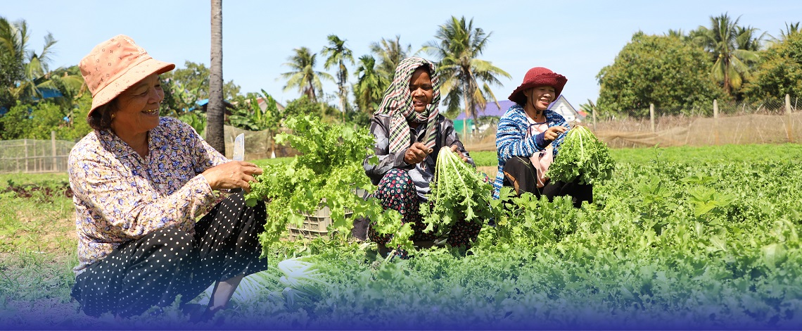 Cambodian women farmers harvesting fresh lettuce in the field