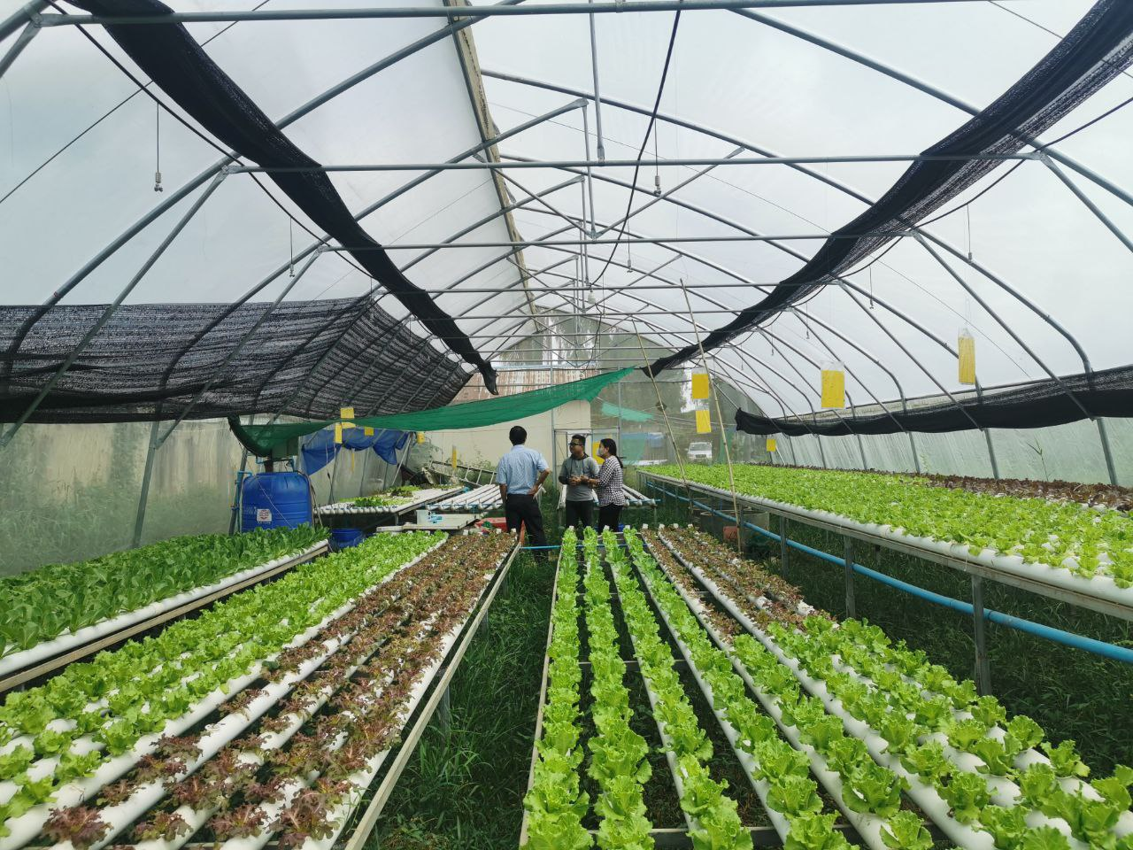 CSDS team inspecting hydroponic lettuce inside a net-house